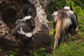 Striped Skunk Kits Mephitis mephitis Watch Doe Walk Away Royalty Free Stock Photo