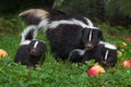 Striped Skunk Mephitis mephitis Doe and Two Kits in Apple Strewn Grass Summer