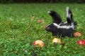 Striped Skunk Mephitis mephitis Kit Stands in Grass Looking Left Tail Lifted Summer Royalty Free Stock Photo