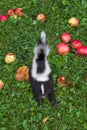 Striped Skunk Mephitis mephitis Kit Steps Through Grass and Apples Summer
