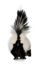 Striped Skunk - Mephitis mephitis