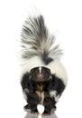 Striped Skunk - Mephitis mephitis Royalty Free Stock Photo
