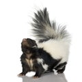 Striped Skunk - Mephitis mephitis Royalty Free Stock Photo