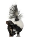 Striped Skunk - Mephitis mephitis Royalty Free Stock Photo