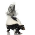Striped Skunk - Mephitis mephitis Royalty Free Stock Photo