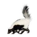 Striped Skunk - Mephitis mephitis