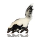 Striped Skunk - Mephitis mephitis Royalty Free Stock Photo