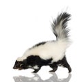 Striped Skunk - Mephitis mephitis