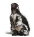 Striped Skunk, Mephitis Mephitis, 5 years old Royalty Free Stock Photo