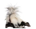 Striped Skunk, Mephitis Mephitis, 5 years old Royalty Free Stock Photo