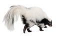 Striped Skunk, Mephitis Mephitis, 5 years old Royalty Free Stock Photo