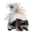 Striped Skunk, Mephitis Mephitis, 5 years old Royalty Free Stock Photo