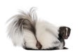 Striped Skunk, Mephitis Mephitis, 5 years old Royalty Free Stock Photo