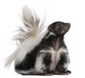 Striped Skunk, Mephitis Mephitis, 5 years old