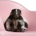 Striped Skunk, Mephitis Mephitis, 5 years old Royalty Free Stock Photo