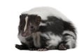 Striped Skunk, Mephitis Mephitis, 5 years old Royalty Free Stock Photo