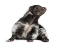 Striped Skunk, Mephitis Mephitis, 5 years old Royalty Free Stock Photo