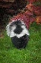 Striped Skunk Mephitis mephitis in Grass Paw Up