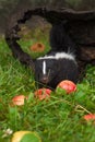 Striped Skunk Mephitis mephitis Kit Looks Out Over Apples and Between Grass Blades Summer Royalty Free Stock Photo