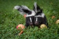 Striped Skunk Mephitis mephitis Kits With Apples Look Out Summer