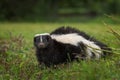 Striped Skunk Mephitis mephitis Looks Out from Ground Royalty Free Stock Photo