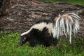Striped Skunk Mephitis mephitis Sniffs in Grass by Log Royalty Free Stock Photo