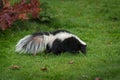 Striped Skunk Mephitis mephitis Sniffs Right in Grass Royalty Free Stock Photo