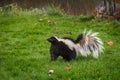 Striped Skunk Mephitis mephitis Stands in Grass Facing Left Royalty Free Stock Photo