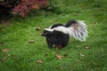 Striped Skunk Mephitis mephitis Stands in Grass Tail Down Royalty Free Stock Photo