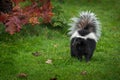 Striped Skunk Mephitis mephitis Stands Looking Left Royalty Free Stock Photo
