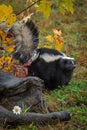 Striped Skunk Mephitis mephitis Stands Tail Up Near Log Autumn Royalty Free Stock Photo