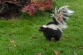 Striped Skunk Mephitis mephitis Stands Up Tall Arching Tail Royalty Free Stock Photo