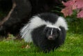 Striped Skunk Mephitis mephitis Walks Forward in Grass