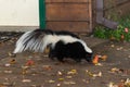 Striped Skunk (Mephitis mephitis) Walks Near Home