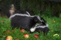 Striped Skunk Mephitis mephitis Sniffs at Kits Rear Summer Royalty Free Stock Photo