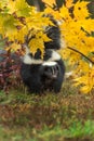 Striped Skunk Mephitis mephitis Stands Tall Under Leaves Tail Up Autumn Royalty Free Stock Photo