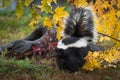 Striped Skunk Mephitis mephitis Tail Raised Stands Near Log Autumn Royalty Free Stock Photo