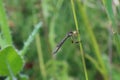 Striped slender robberfly Leptogaster cylindrica Royalty Free Stock Photo