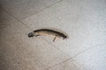 Striped snake-head fish try to escape from cage