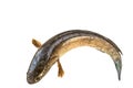 Striped snakehead fish isolated on white with clipping path