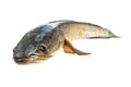 Striped snakehead fish isolated on white with clipping path