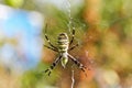 Striped spider Argiope bruennichi, wasp spider