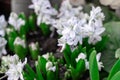 Striped squill or puschkinia libanotica or puschkinia scilloides blue striped flowers with green