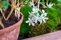 Striped squill or puschkinia libanotica or puschkinia scilloides blue striped flowers with green