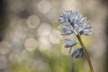 Striped Squill, Puschkinia.