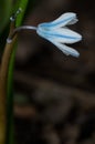 Striped Squill - Puschkinia scilloides