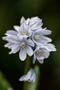 Striped squill Puschkinia scilloides, dark striped pale blue flowers in close-up