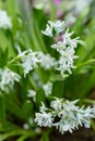 Striped squill or Puschkinia Scilloides flowers in Saint Gallen in Switzerland