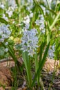 Striped squill Puschkinia scilloides, pale blue flowers with a dark stripe