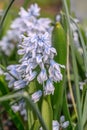 Striped squill Puschkinia scilloides var. libanotica, dark striped pale blue flowers